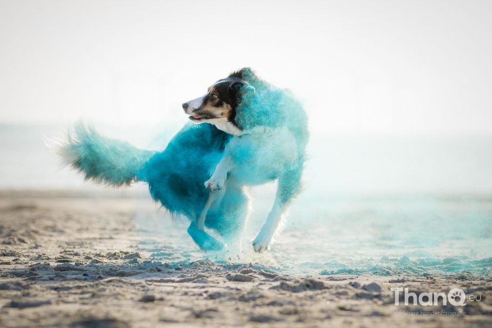 Holi kleurpoeder fotoshoots met honden |